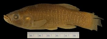 Media type: image; Ichthyology 1292
